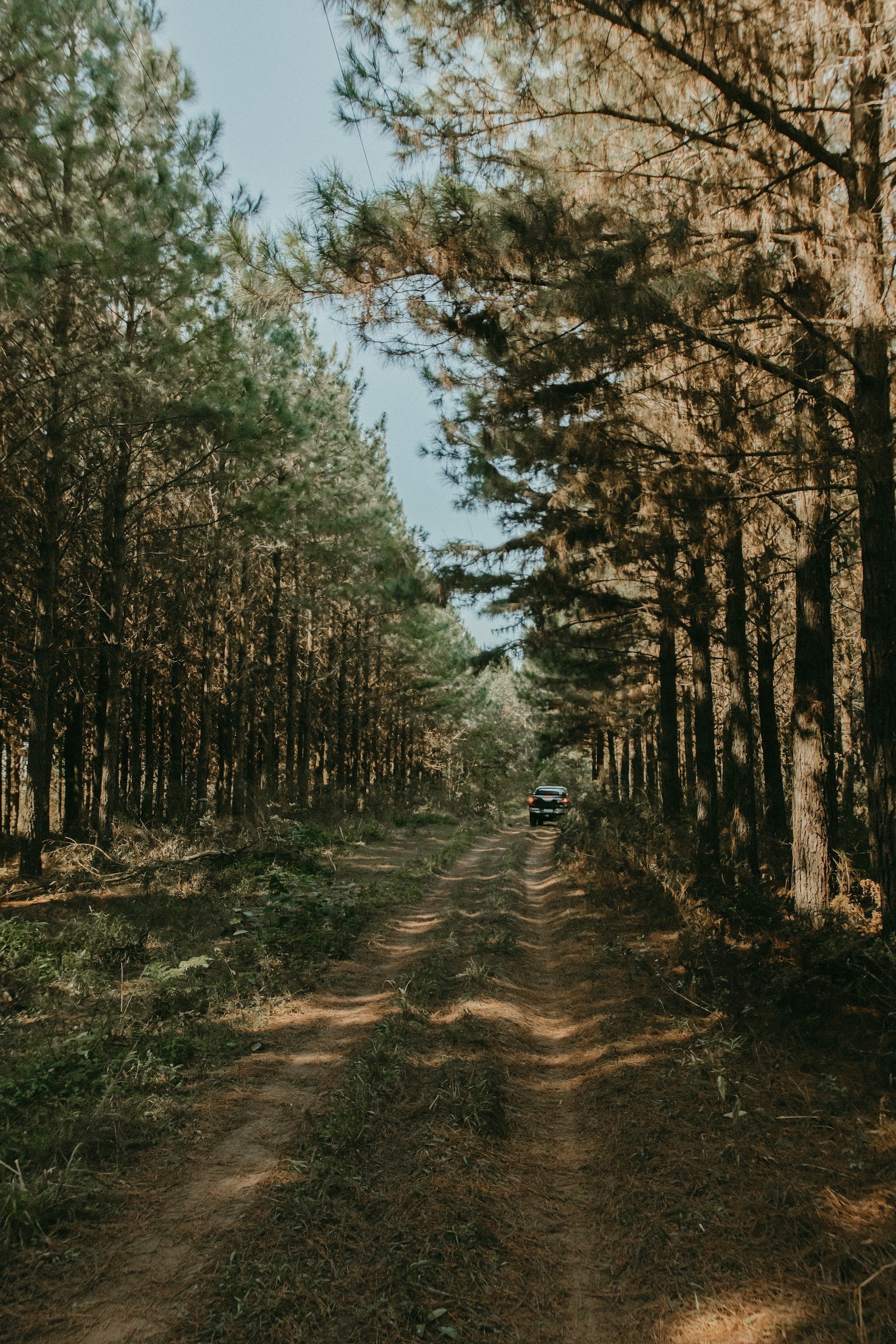 Veículo percorrendo uma estrada entre pinheiros